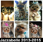 Jazzabelle 2013-2015